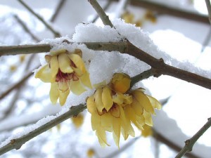chimonanthuspraecoxschnee1