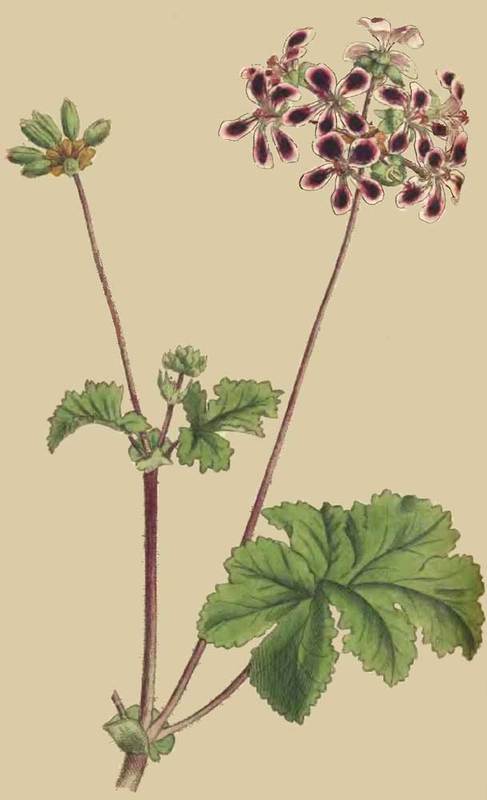 201-pelargonium-bicolor-two-coloured-crane-s-bill geranium pour homme