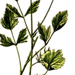 Smells like Anise