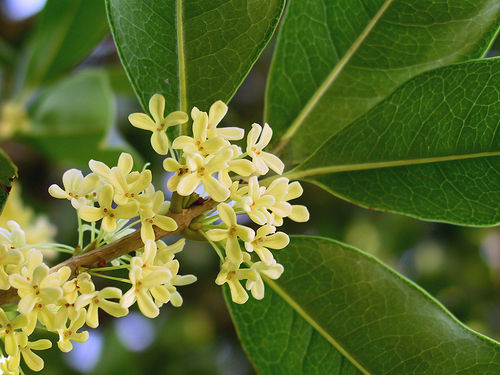 osmanthus