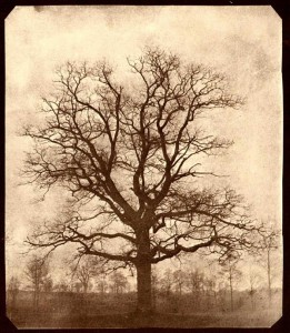 oak tree