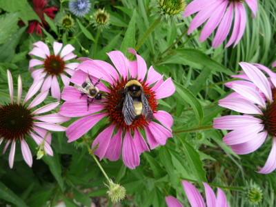 2009_0705summer0034_1 2009_0705summer0034_1