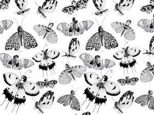 moths moths