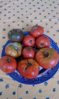 tomatoes