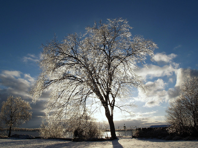 icetrees