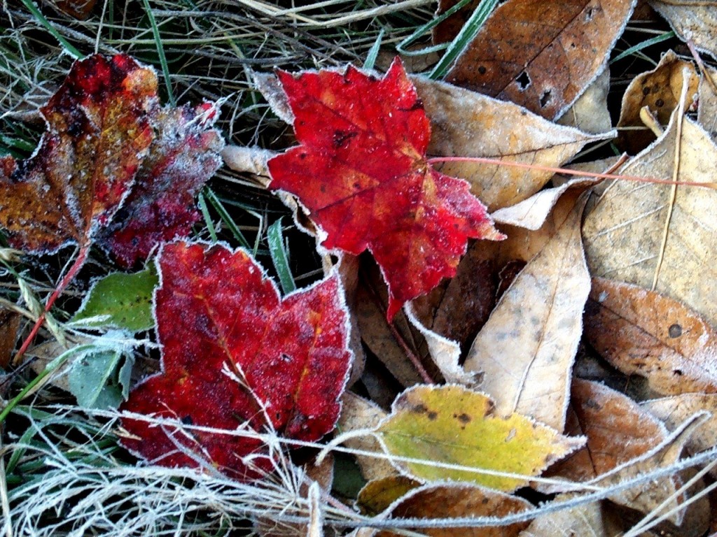 fall leaves fall leaves