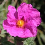 Labdanum