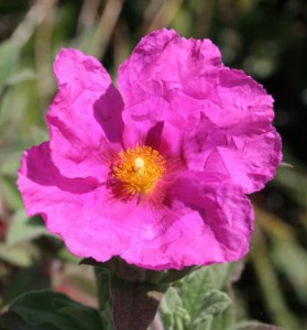 Cistus x pulverulentus 'Sunset'