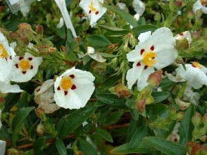 Resized_Cistusxdans.Decumbenssm Resized_Cistusxdans.Decumbenssm