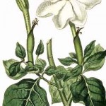 Penhaligon's: Amaranthine, Limes, Gardenia