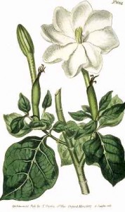 Gardenia_thunbergia Gardenia thunbergia