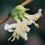 Top Ten Scents of Spring