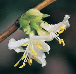 honeysuckle