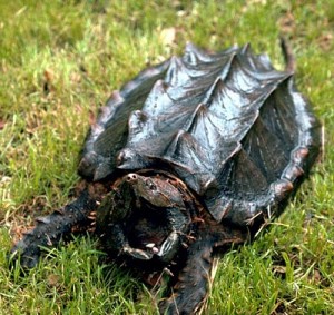 alligator-snapping-turtle