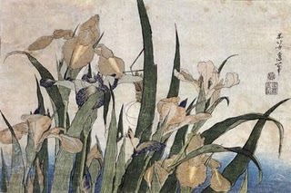 Iris and grasshopper
