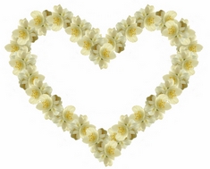jasmineflower