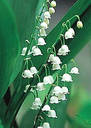 lilyvalley