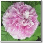 Sonoma Scent Studio Rose Musk