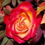 Autumn Rose