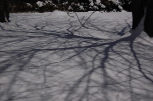 midnight shadows