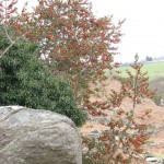 The Holly and the Ivy