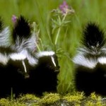 skunk