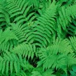 Original Green