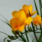 Finding Freesia (Hester)