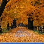 Best Perfumes for Fall 2012