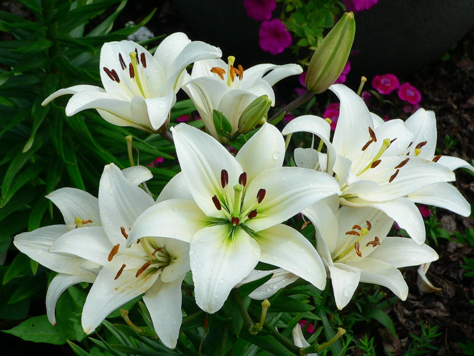 Are Lillies Smell 