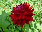 Gardening, Anniversary, Giveaway (GAG)
